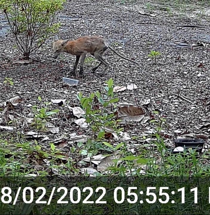 fox with mange dangerous