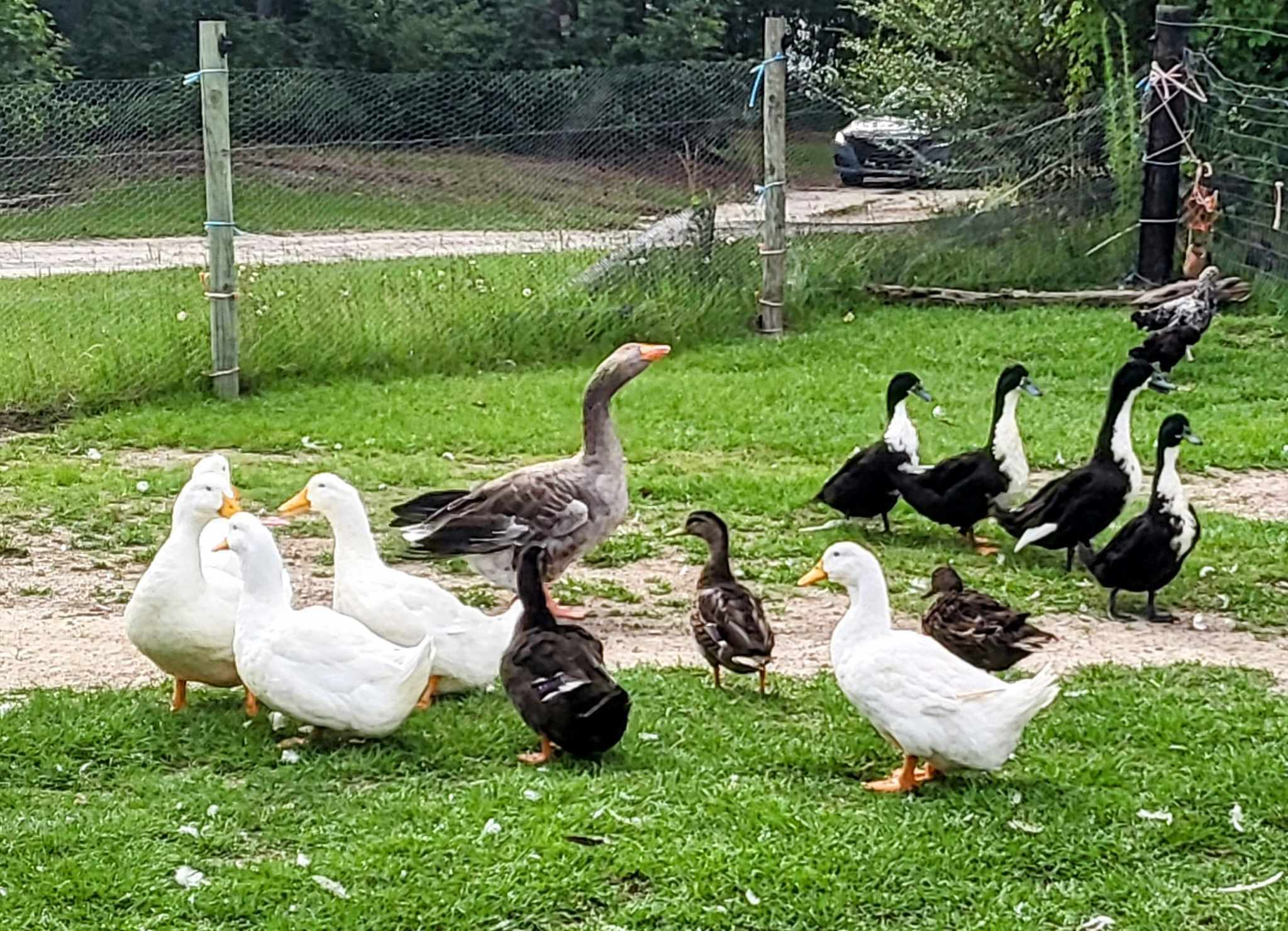 Who Dumped The Ducks? Golden Girls Get A New Home - The Seven Lakes Insider