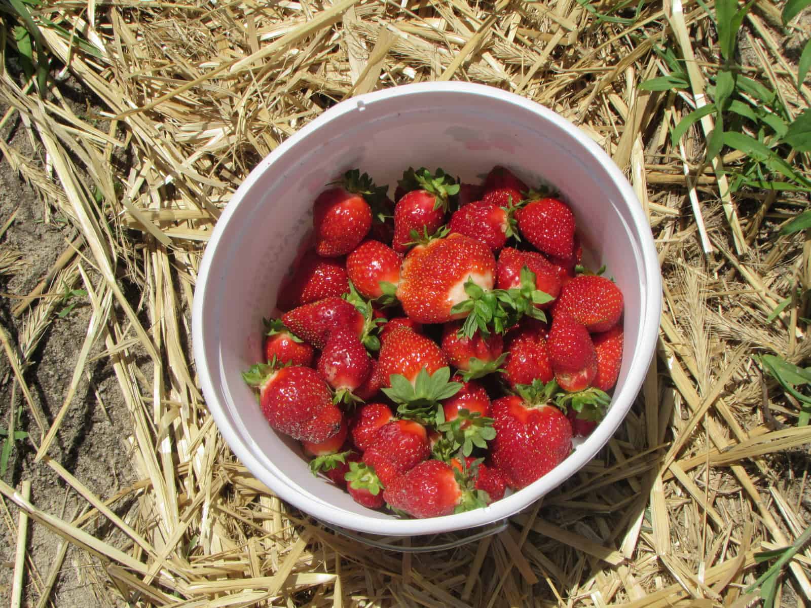 Strawberry Picking At Carter Farms The Seven Lakes Insider   IMG 2531 