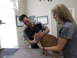 Dr. Dave Garza and Kayla Hughes examining a furry friend.