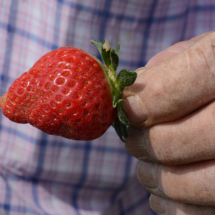 Strawberries Olde Carthage Farm 02