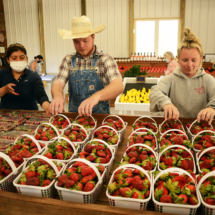 Strawberries White Hill Farms 02